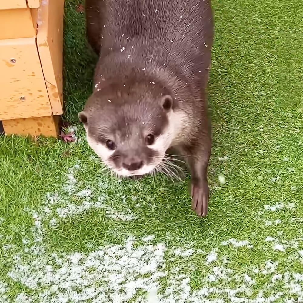 An adult otter with dark brown fur and white markings around its mouth and chest in a grassy outdoor setting, possibly early spring or late autumn.