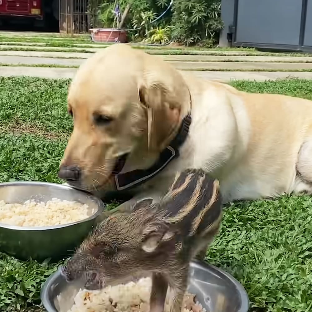 A golden retriever puppy with light brown fur eating from a metal bowl in a garden, alongside a striped baby boar amidst greenery on a sunny day.