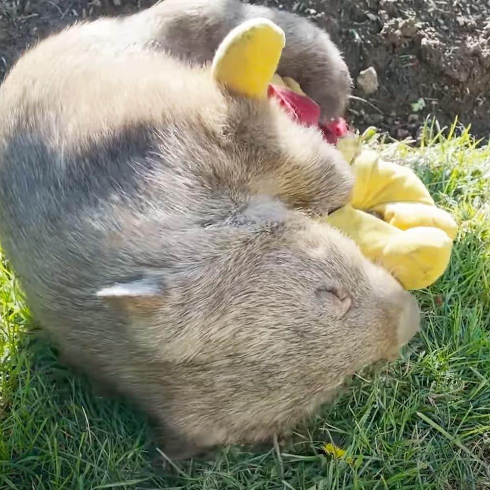 A close-up of a gray-furred adult wombat with yellow ears in a grassy outdoor setting during late afternoon or early evening.
