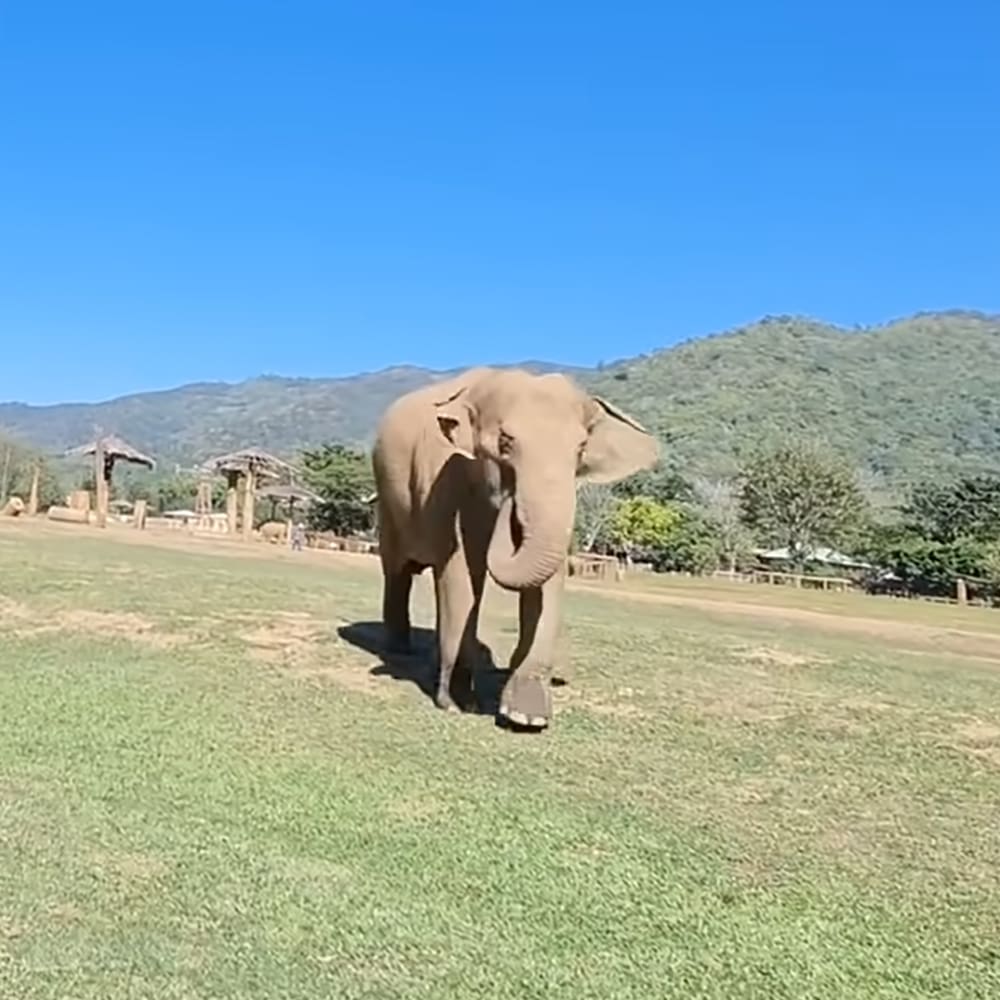 An adult elephant with typical grayish-brown skin stands amidst green grassy fields under a clear blue sky at midday, likely within an elephant sanctuary or zoo enclosure.