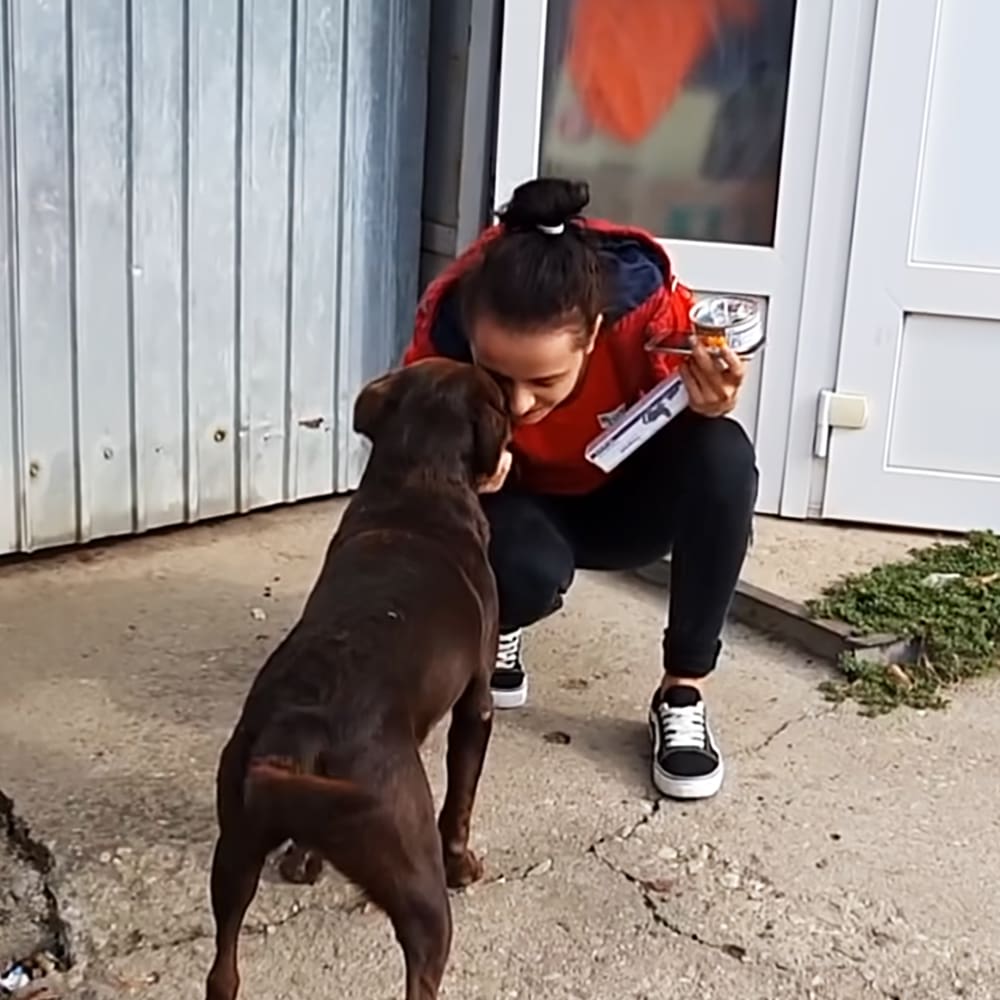 A young adult female wearing a red jacket with blue accents and black pants interacts with an adult Rottweiler or similar breed dog in an outdoor setting. A small container of food is held by the woman, possibly for the dog.