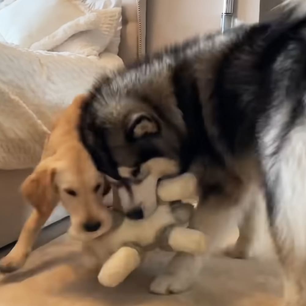 Two dogs, a golden retriever puppy and a husky, playing together indoors with minimal furniture in the background.