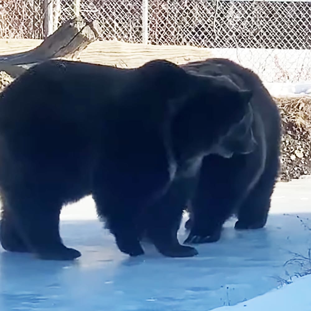 Two adult black bears in a snowy enclosure, likely at a zoo or wildlife park. The setting is an outdoor area with snow on the ground and a chain-link fence visible behind them.