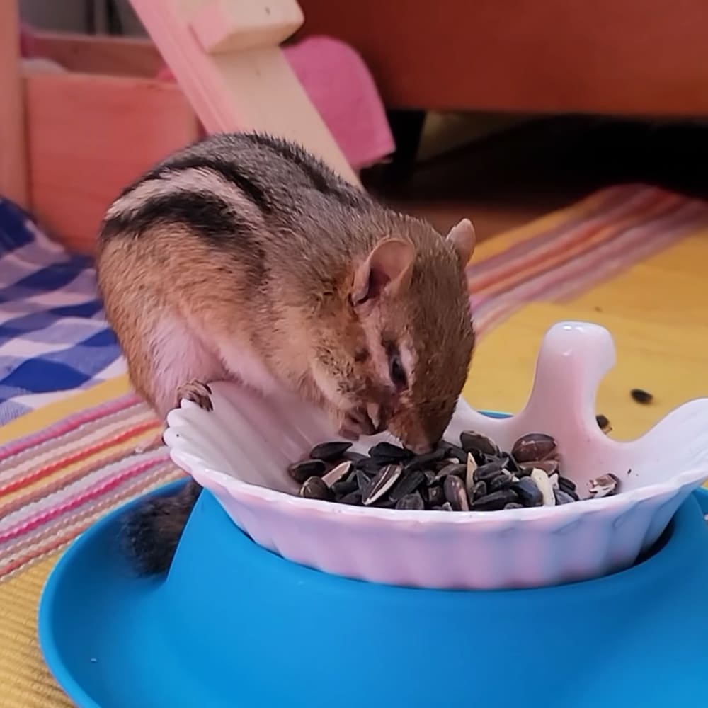 A chipmunk with brown fur and black stripes sits indoors near a white bowl of sunflower seeds on a blue dish, surrounded by wooden furniture and a striped fabric.