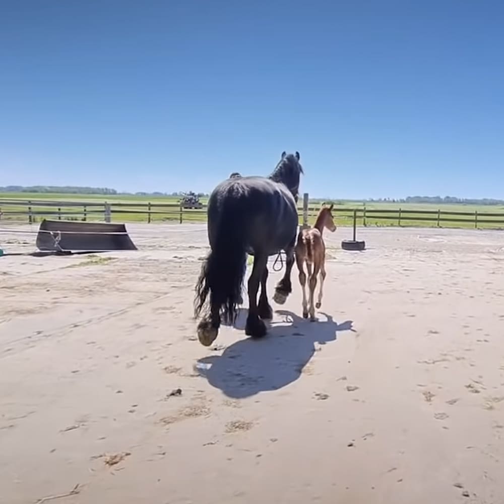 A large adult draft breed horse with a dark coat walks alongside its light brown foal in an open paddock under clear blue skies.