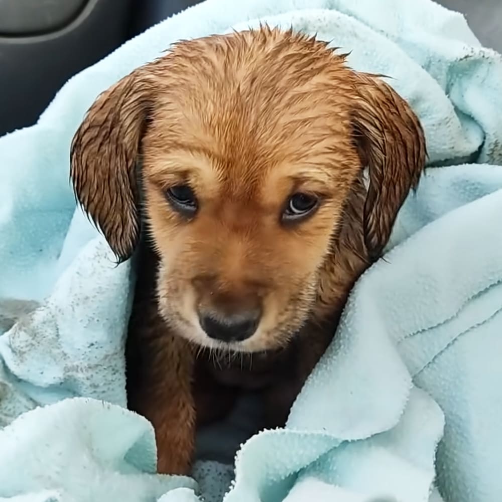 A small Dachshund mix puppy with brown fur and darker markings around its eyes and ears, resting on a light blue blanket indoors.
