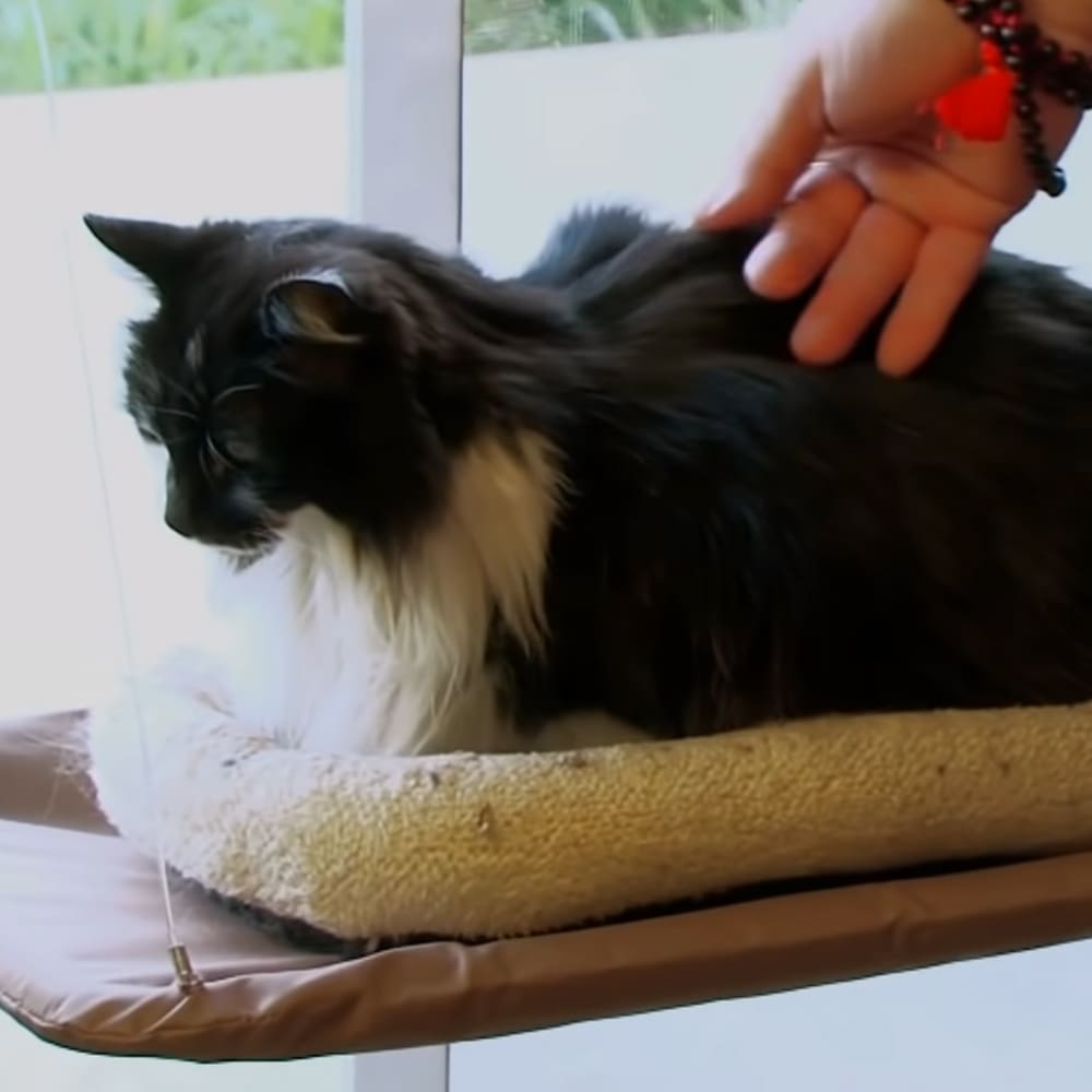 A long-haired adult cat with black fur and white patches, wearing a red beaded bracelet, lounging on a cushioned pet bed in front of a window during spring or summer.