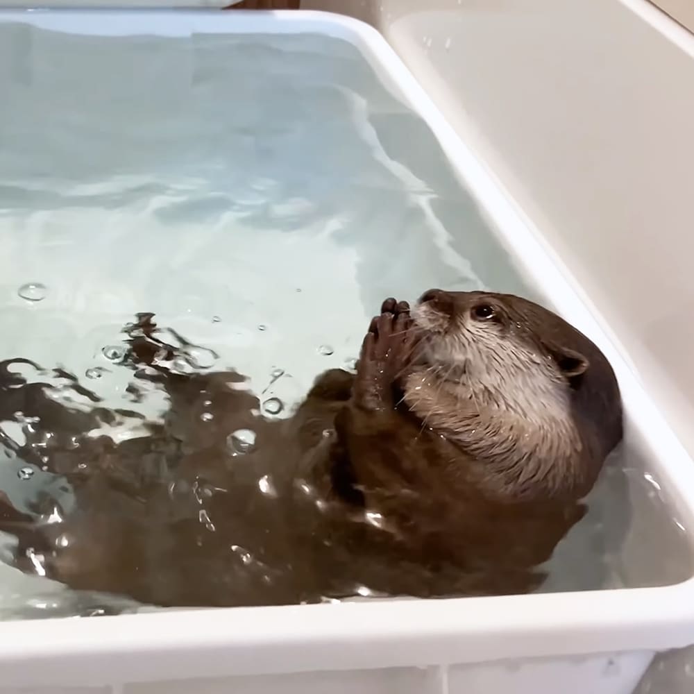 An adult river otter with brown fur and white facial markings in a white plastic bathtub, suggesting an indoor setting during daytime.