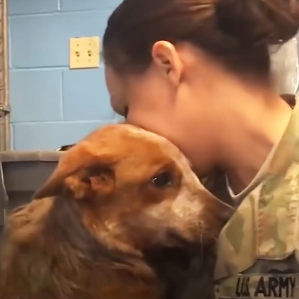 A mixed-breed adult dog with a brown coat and white patches being held by an adult female in a veterinary clinic setting.