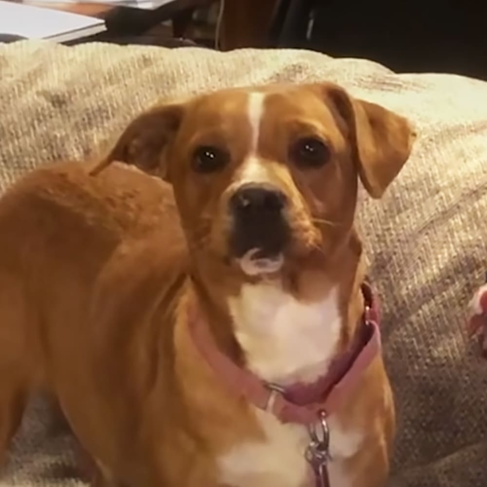 A light brown and white dog with floppy ears wears a pink collar indoors.