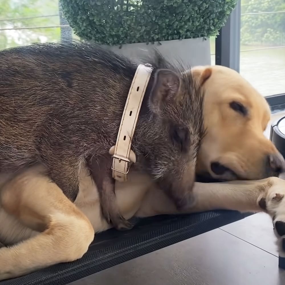 Two Labrador Retriever and German Shepherd resting together on a black textured surface indoors near greenery outside.
