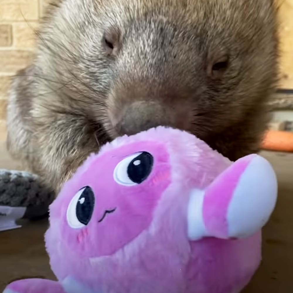 A terrier-like dog interacting with a pink pig-shaped stuffed toy indoors, daytime natural light.