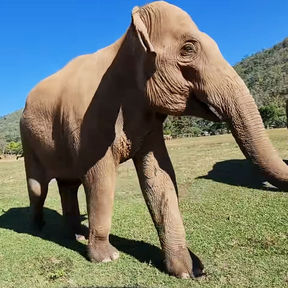 A lone adult elephant in a grassy field with hills under clear blue sky, midday sunlight highlighting its light brown coat against the green landscape.