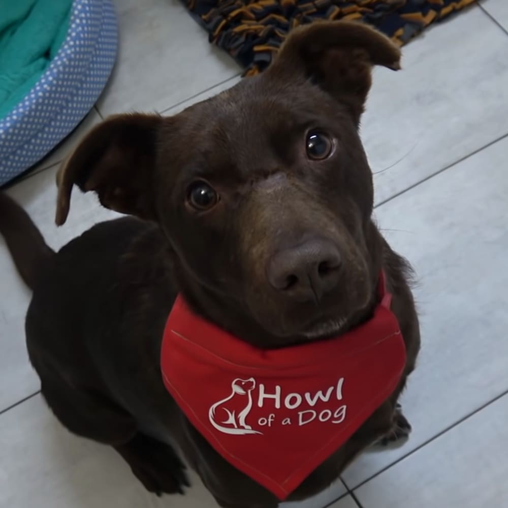 A brown dog with floppy ears wearing a red 'Howl of a Dog' bandana indoors on tiled floor with fabric items visible in the background.