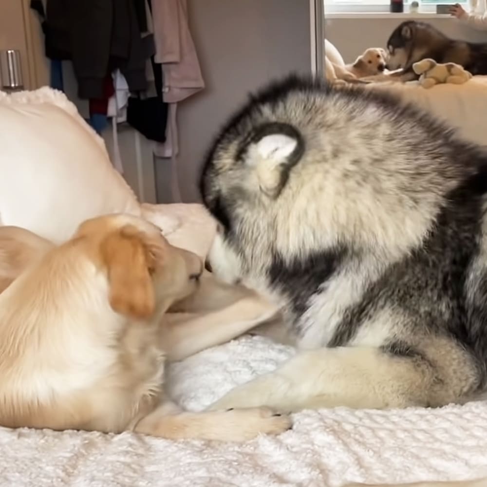 A golden retriever puppy interacting with an adult husky in a bedroom, light-colored furnishings, natural daylight.