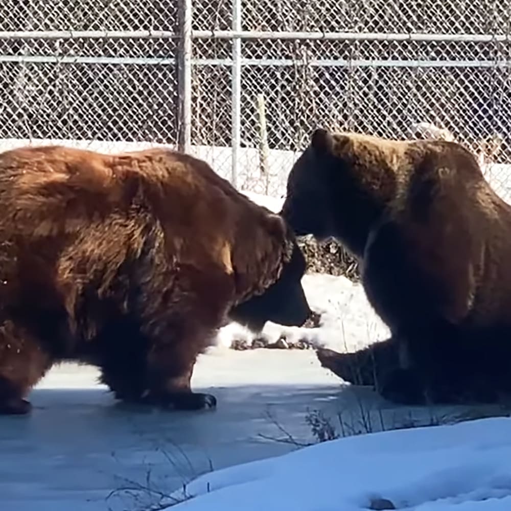 Two adult brown bears in a snowy enclosure within a zoo or wildlife sanctuary, daytime with clear visibility.