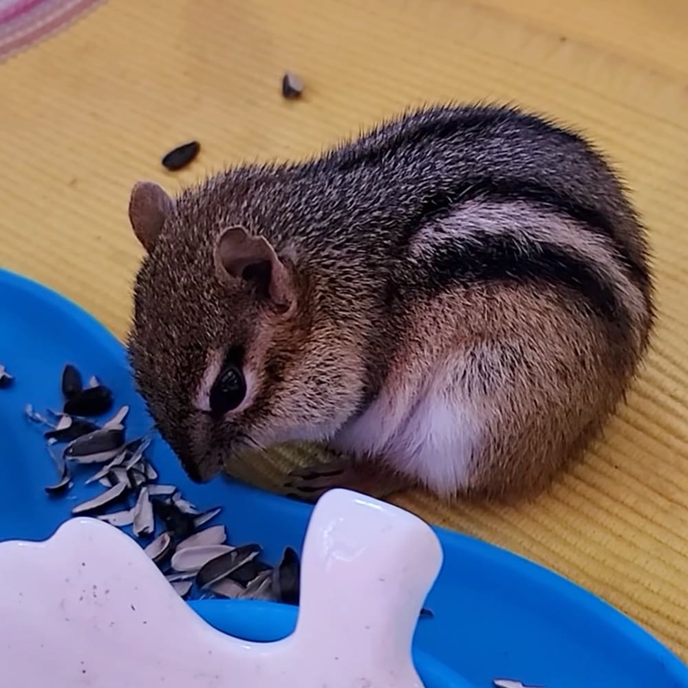 A chipmunk with brown fur and white markings on its face and chest, striped back, indoors near a blue plastic dish of sunflower seeds.