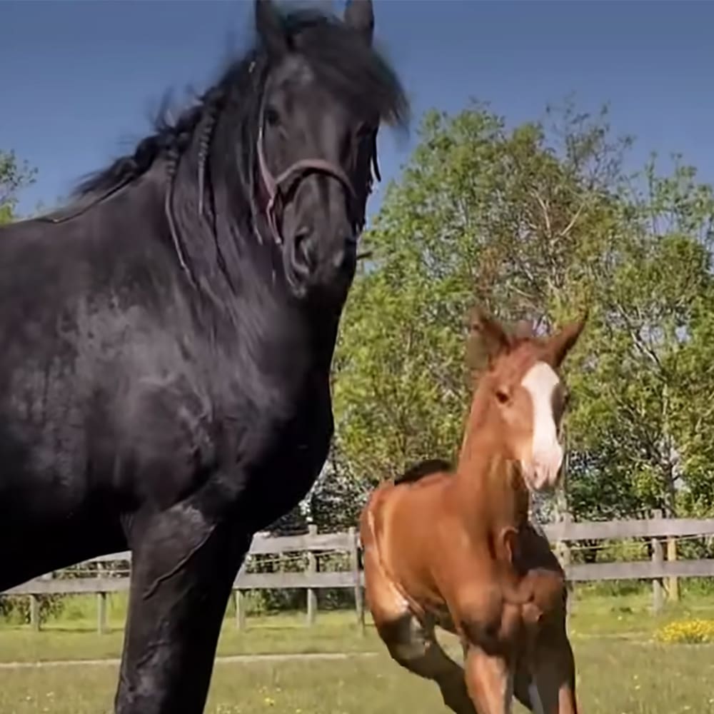 A large black horse with a long mane stands beside a smaller brown foal with white facial and leg markings in an outdoor setting with green grass, a wooden fence, and trees under bright sunlight.