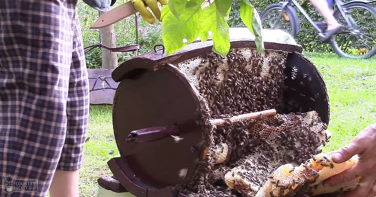 A beehive being opened to reveal bees outdoors in a garden with a person holding a honeycomb frame and another riding a bicycle.