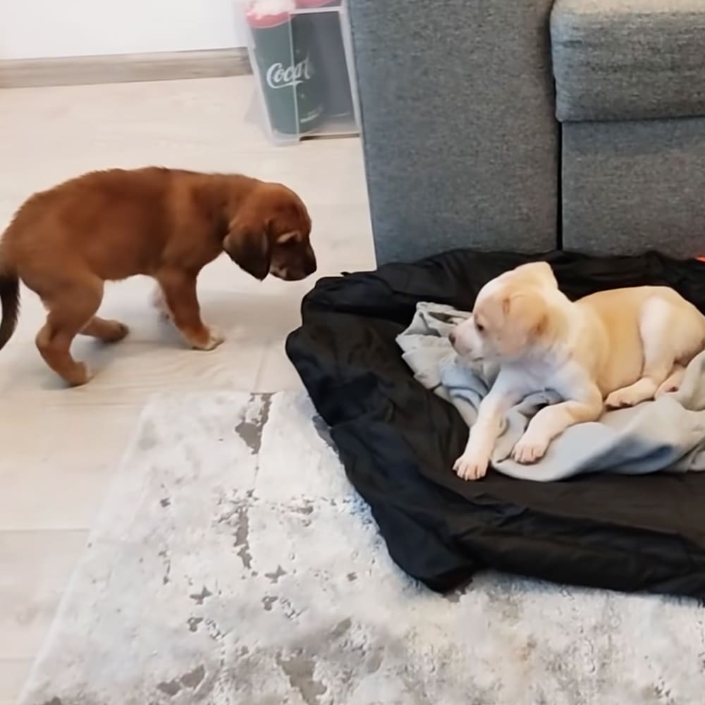 Two puppies, one brown with floppy ears and the other cream-colored with light markings, in a cozy living room setting with gray sofa, black pet bed, and bright daylight.