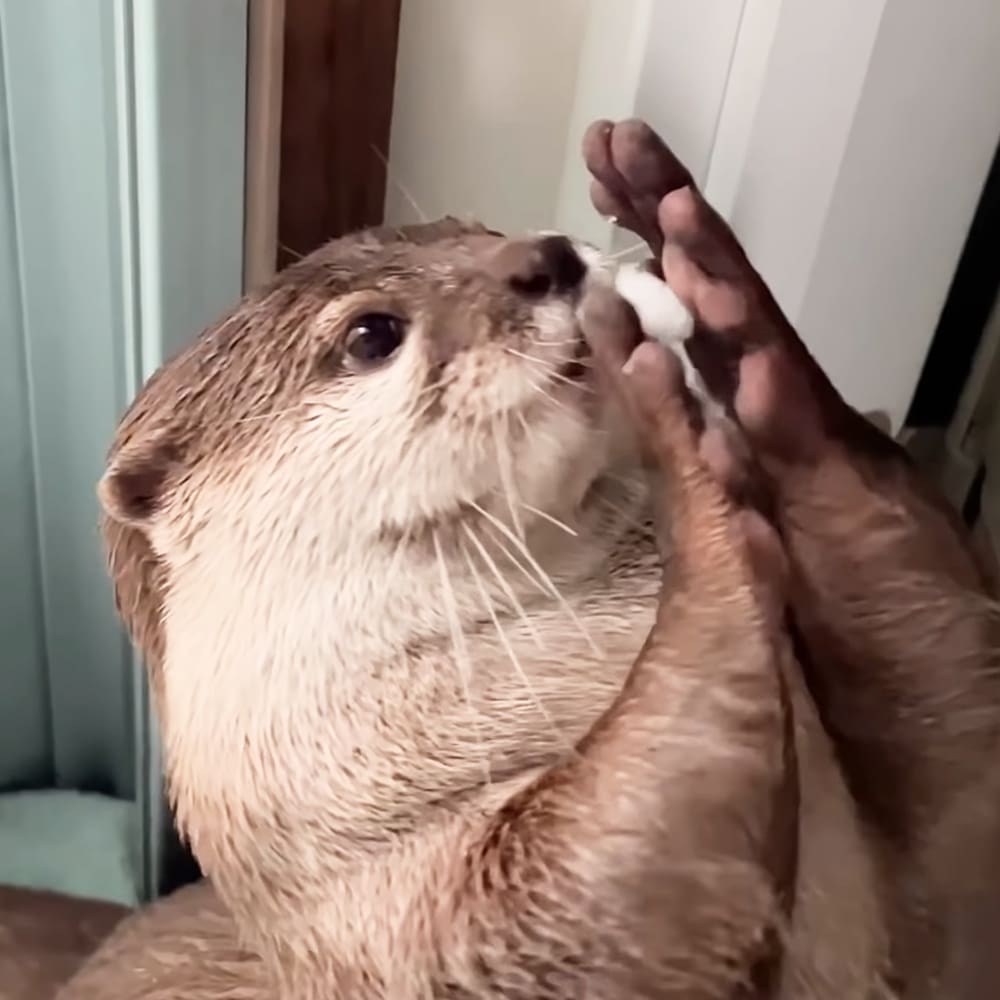 A wet otter with light brown fur and white underbelly, possibly indoors in a bathroom setting with natural daylight.