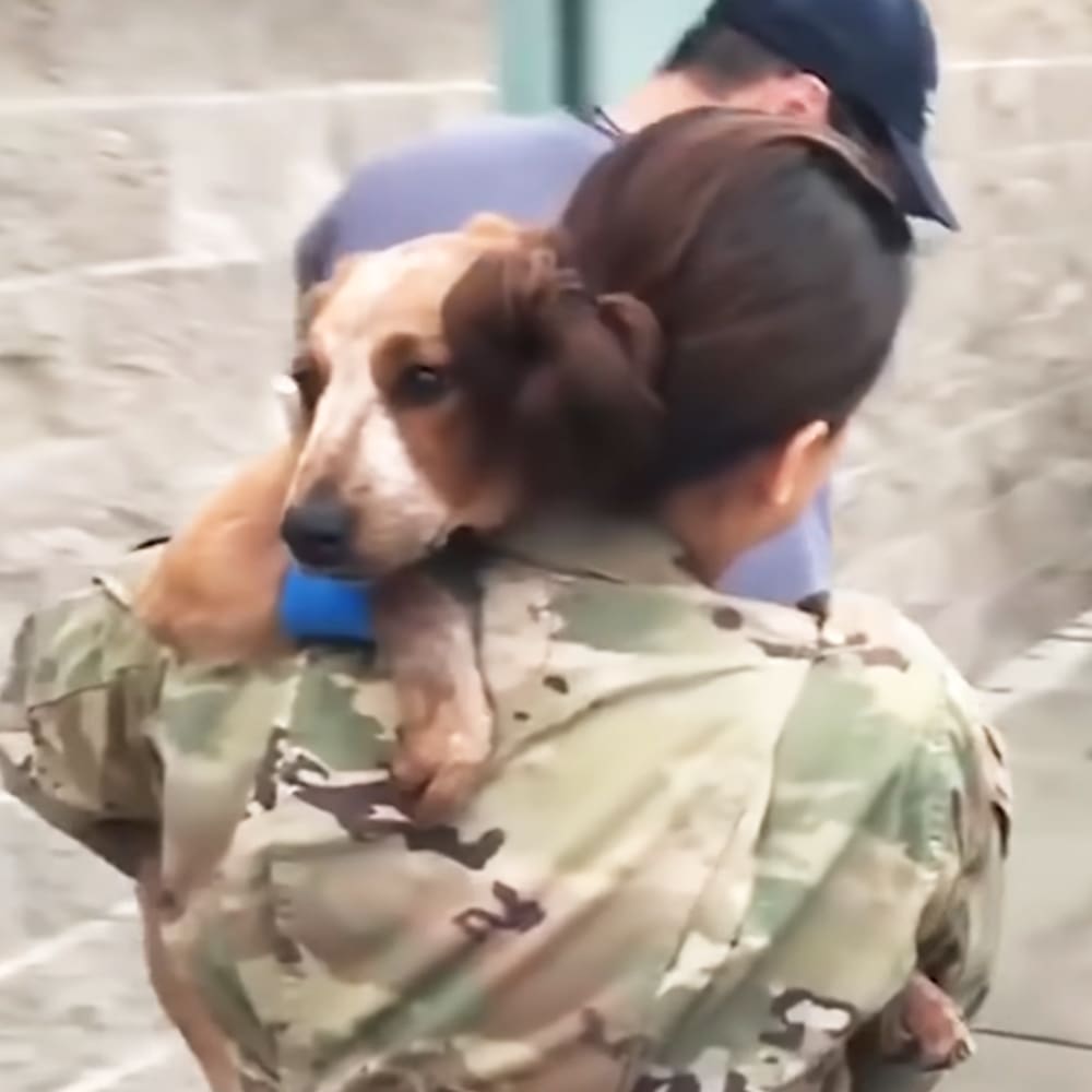 An adult male soldier in a camouflage uniform holds a mixed-breed dachshund with brown and tan fur, wearing a blue collar or bandana, outdoors near what appears to be a military base under natural daylight.