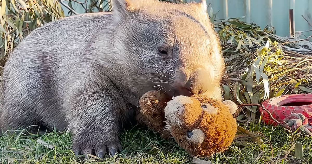 An adult gray-furred wombat with a lighter-colored head, surrounded by greenery and grass under natural daylight in an outdoor setting.
