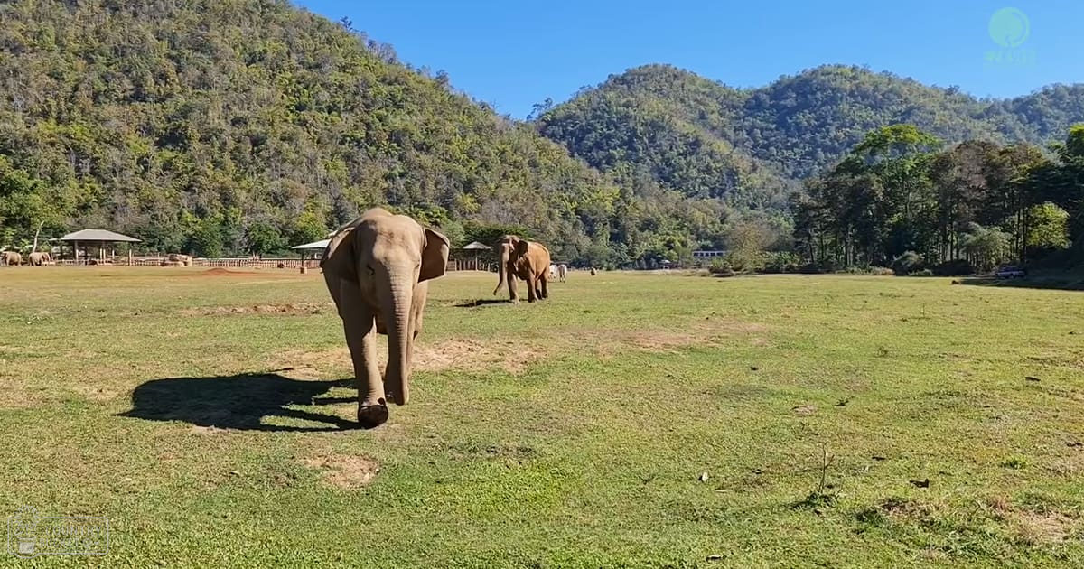 Two adult Asian elephants in a lush, green field with distant mountains under a clear blue sky.