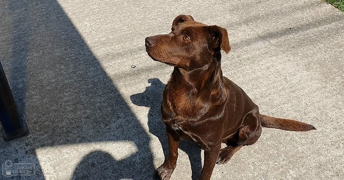 A brown Labrador Retriever mix with floppy ears sits on concrete pavement in an outdoor setting during late afternoon.