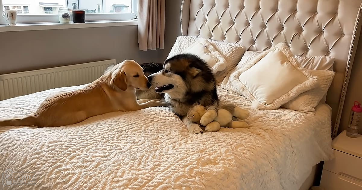 Two dogs interacting on a bed with a tufted headboard and white pillows in a bedroom with natural light streaming through partially drawn curtains.