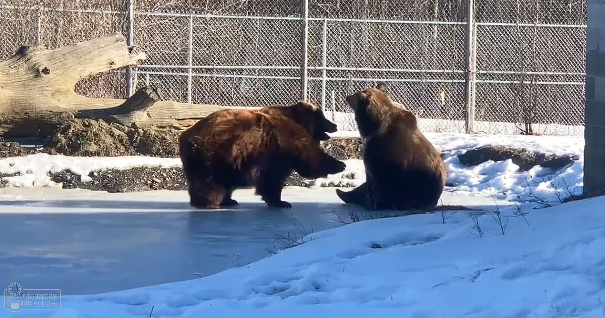 Two brown bears in a snowy enclosure within an animal park or zoo, with patches of bare earth and rocks visible in the background.