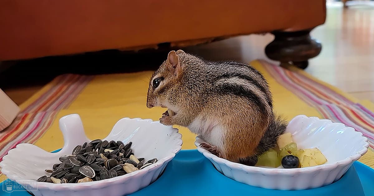 A chipmunk with brown fur and white underbelly markings inside a home setting, surrounded by small bowls of sunflower seeds and fruit on a blue tray.