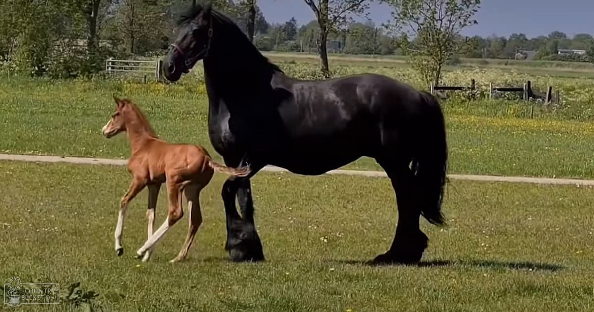 A large black horse with its smaller brown foal in a vibrant green field bordered by trees and a fence under bright daylight conditions.