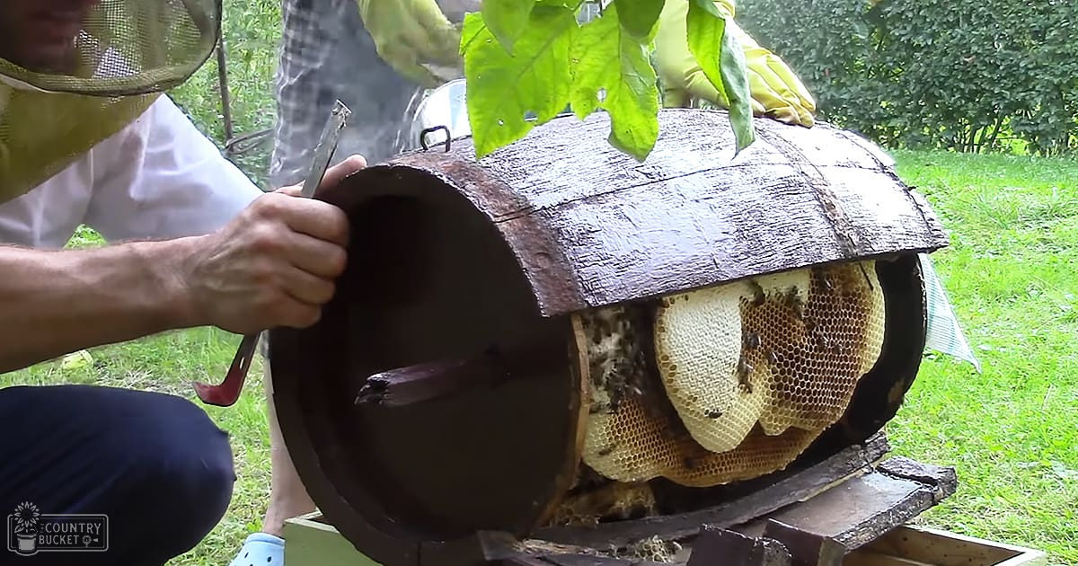 Adult male beekeeper in white shirt and protective netted hat working with an old-fashioned beehive outdoors on a sunny day.