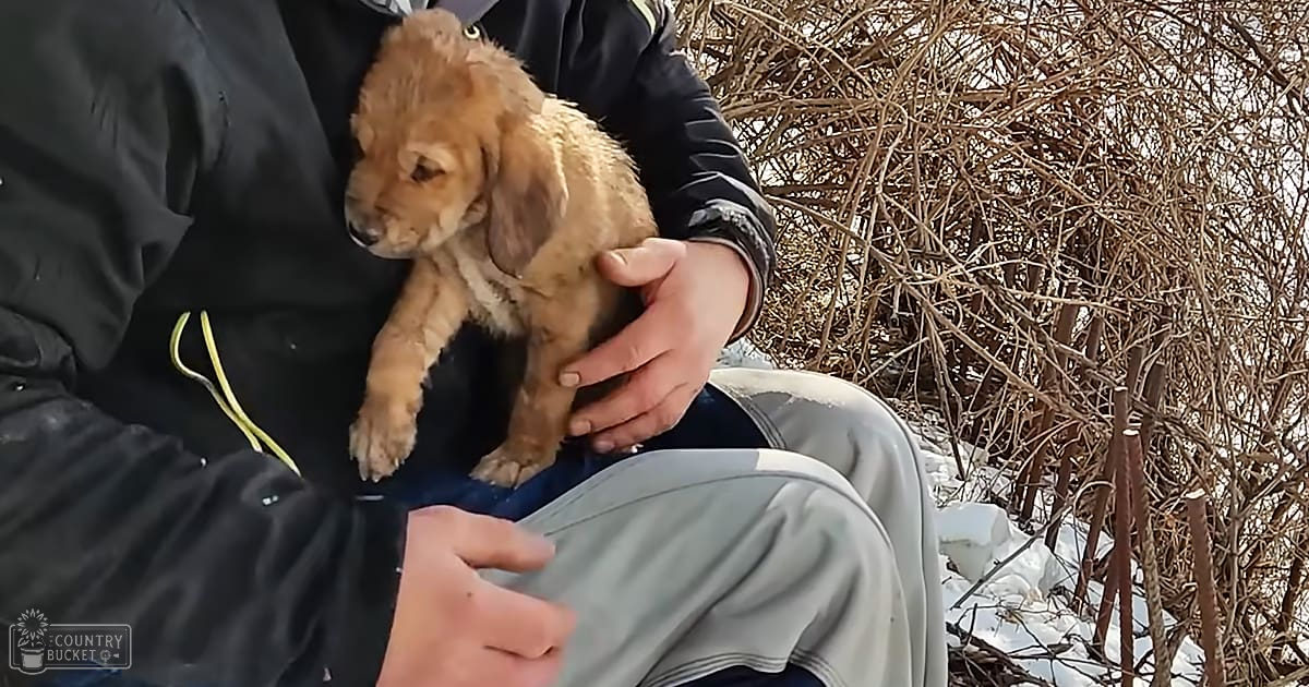 A small brown puppy, likely a Labrador Retriever mix, stands outdoors in a snowy environment with dry bushes. An adult male wearing a black jacket with yellow zipper details and light gray sweatpants sits nearby.