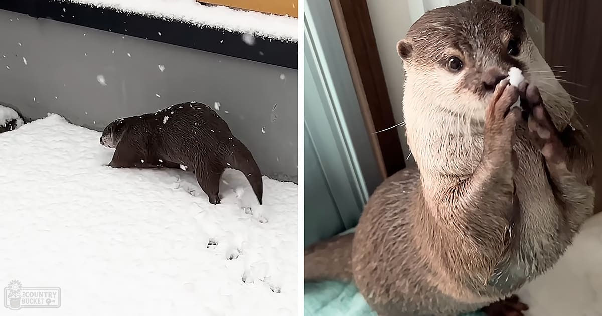 An adult otter with dark brown coat and lighter markings, indoors in a snowy winter or early spring setting, natural daylight