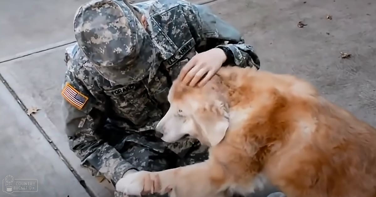 An adult male soldier in a U.S. Army camouflage uniform interacting with an adult Golden Retriever near a building, surrounded by scattered leaves on concrete ground under daylight in autumn.
