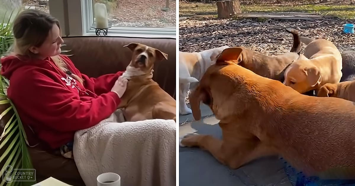 An adult female child wearing a red hoodie interacts with a tan pit bull and another brownish-orange pit bull in an autumn living room and backyard setting under natural daylight.