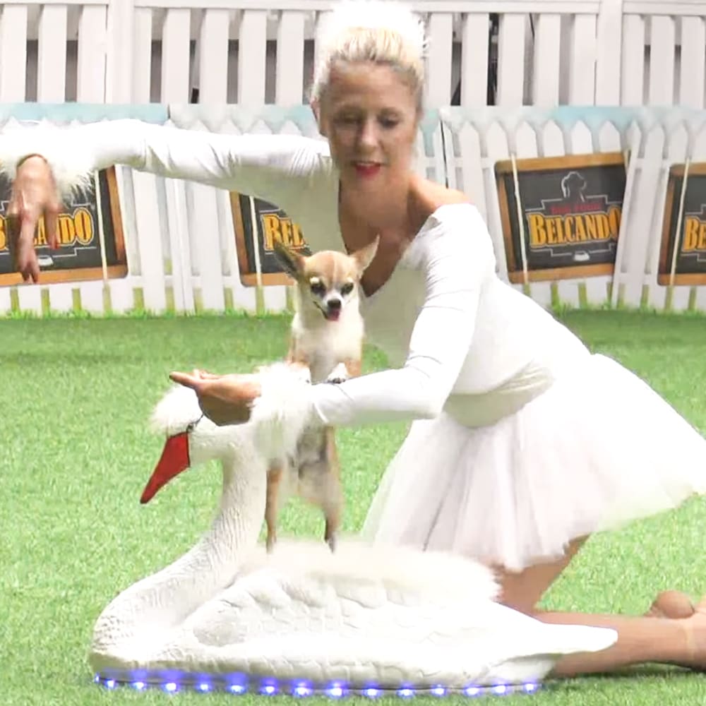 An adult female ballet dancer in a white tutu and leotard performing with a Chihuahua dog in an outdoor spring or summer setting, with a large inflatable swan prop and signage reading "BELCANDO" in the background.