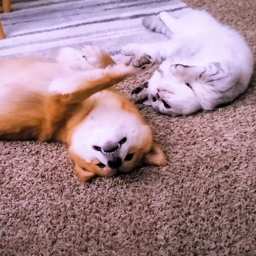 Golden retriever or similar breed with white and light brown fur resting on carpet alongside tabby-patterned cat in a softly lit indoor setting with natural daylight, beige carpet, striped cushion