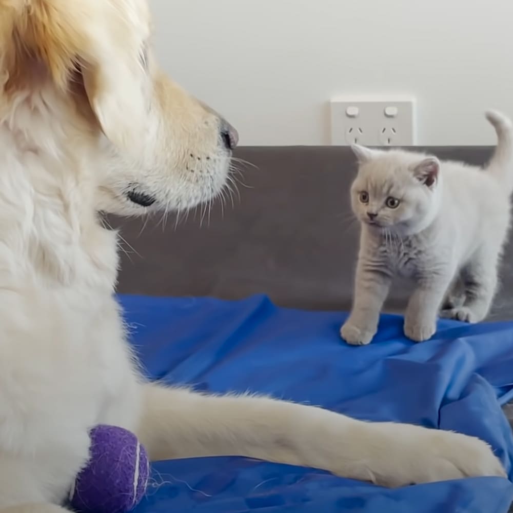A golden retriever puppy with light brown fur and a white kitten with green eyes in an indoor living room setting.