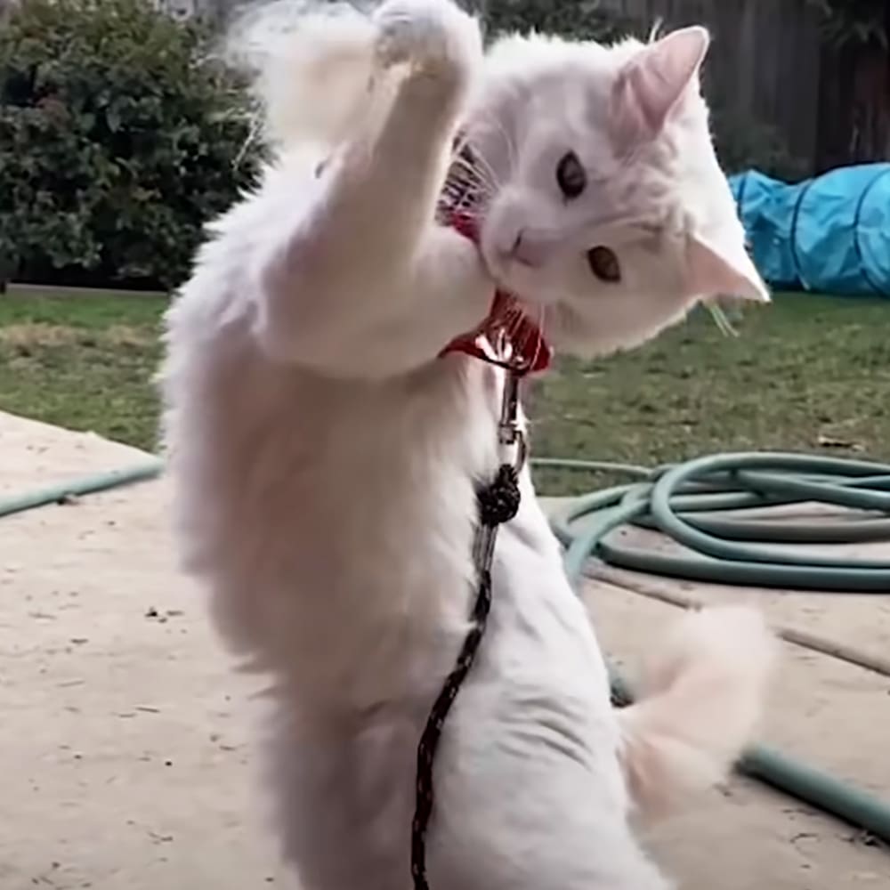 A fluffy white adult cat with a red collar and leash stands in an outdoor backyard setting, surrounded by green garden hoses, trees or bushes, and a blue plastic tunnel.