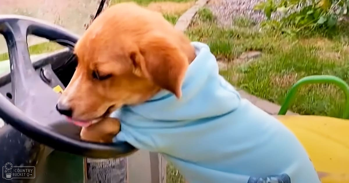 A golden retriever puppy wearing a light blue hoodie outdoors near a playground with green grass and yellow structures.