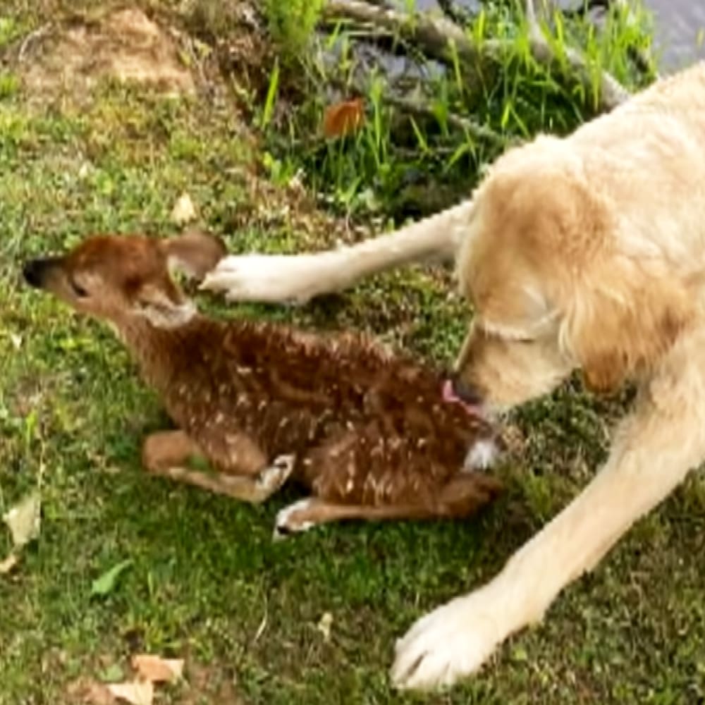 A young deer (fawn) with white spots interacting with a golden retriever or similar breed dog in an outdoor setting with grass, fallen leaves, small body of water, and lush greenery suggesting spring or summer. The lighting is daytime but not indicating a specific time.