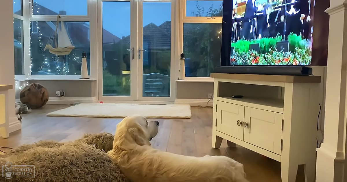 A golden retriever lying down in a cozy living room with large windows letting in natural light during what appears to be spring or summer.