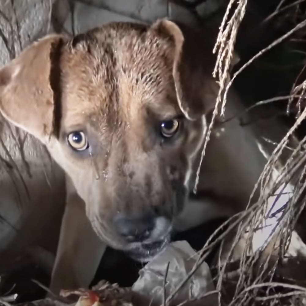 A brown-furred adult breed dog with expressive eyes, slightly wet appearance, outdoors on a dry vegetation-filled ground during daytime.