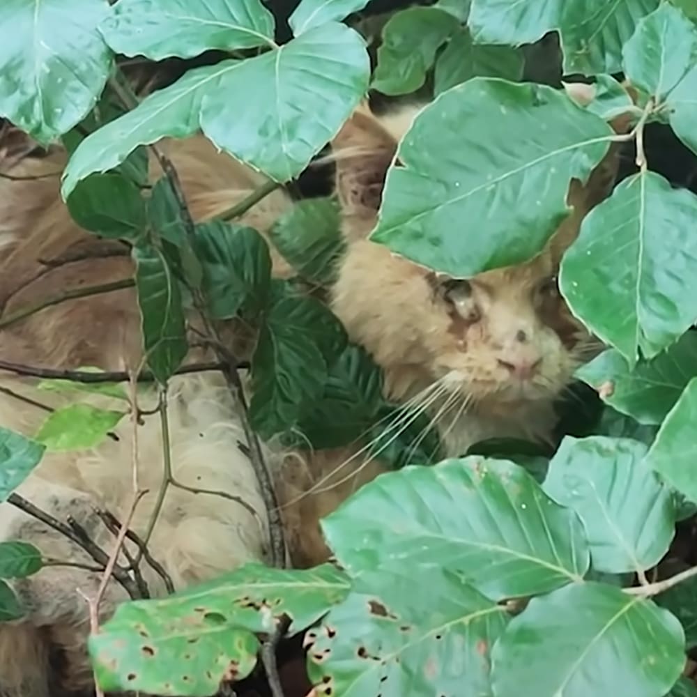 A tabby adult cat with long fur, striped pattern, shades of brown and beige, outdoors in a natural setting surrounded by greenery.