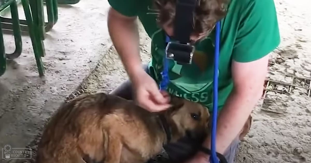 A golden retriever being petted outdoors in a casual setting with sandy ground, green metal chairs visible in the background and soft daylight suggesting daytime but not overly bright.