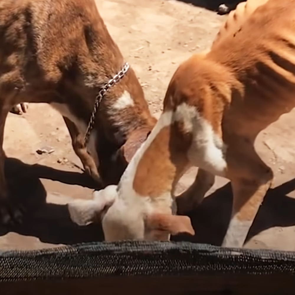 Two adult-sized dogs with a chain collar on sandy ground during daytime with warm lighting.