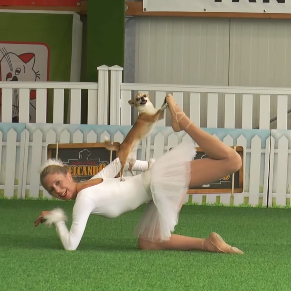 An adult female dancer in a white leotard and tutu performing ballet with a Chihuahua, indoors at an event resembling a pet-friendly venue.